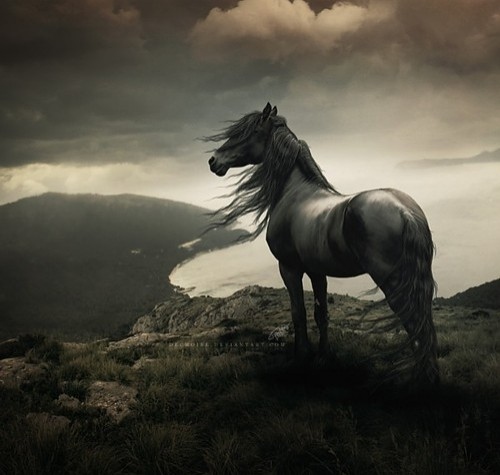 animal-clouds-hdr-horse-majestic-photo-Favim_com-39116