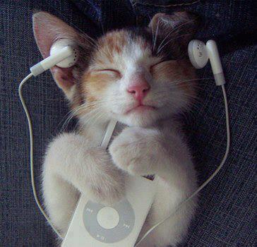 cat-listening-to-music