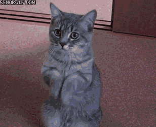 cat begging gif
